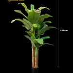 Banana Tree